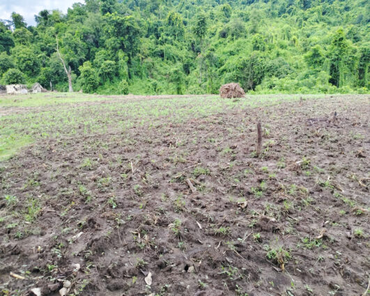 मुख्यमन्त्री सिँहको निर्देशनमा वनक्षेत्रमा लगाइएको बाली हटाइयो