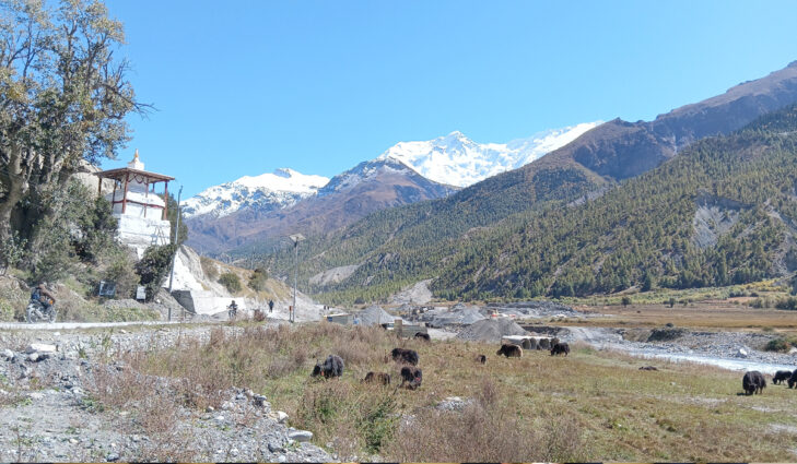 आलेखः जलवायु परिवर्तनको प्रभावः सङ्कटमा चौँरी खर्क